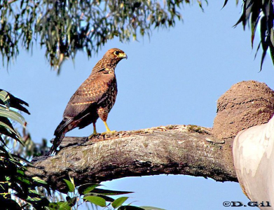 GAVILÁN MIXTO (Parabuteo unicinctus) - (Inmaduro) jardin Botánico-MONTEVIDEO (Julio 2010)